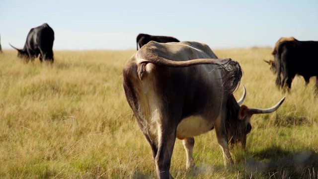 cows in field Slow Motion