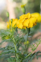 Marigold (scientific name: Tagetes erecta L.) is a large flower species. Beautiful yellow flowers.