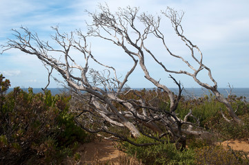 Kangaroo Island  Australia, view of australian bush and sea through the branches of a dead tree