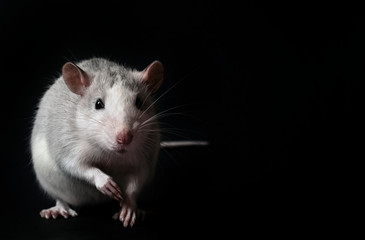 Young gray rat isolated on black background. Rodent pets. Domesticated rat close up. Rat sniffs the...