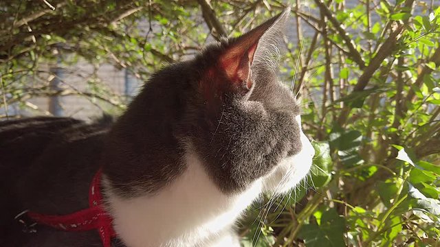 Katze Ellie 01