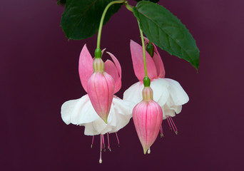 Fuchsia flower.  Flower with elegant appearance, as well as a long flowering period. Against the...