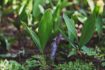 lily of valley growing in ground
