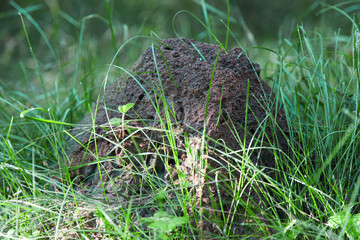 Anthill in grass in forest