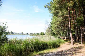 Path between river and pine forest
