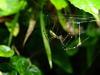 Unterbodenschutz im Tierreich
