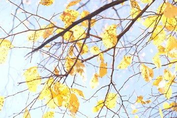 Obraz na płótnie Canvas Yellow foliage in the autumn park. Autumn leaves sky background.