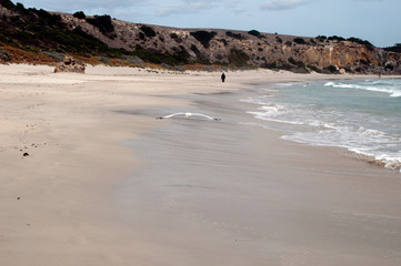 Kangaroo Island Australia, seagull flying along beach at Stokes Bay
