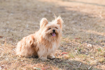 Australian silky terrier on grass