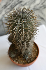 Flower bud on cactus growing in a pot.