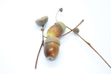 Brown acorns located on a white background