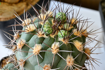 Flower bud on cactus growing in a pot.
