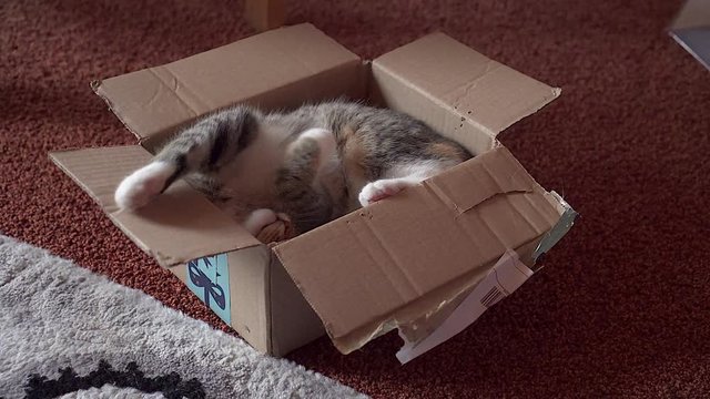 Niedliche junge Katze in Paket