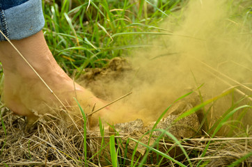 a single foot steps barefoot on a giant puffball, mushroom, a cloud of dust explodes into the environment