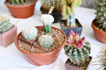 Obraz na płótnie Canvas Flower bud on cactus growing in a pot.