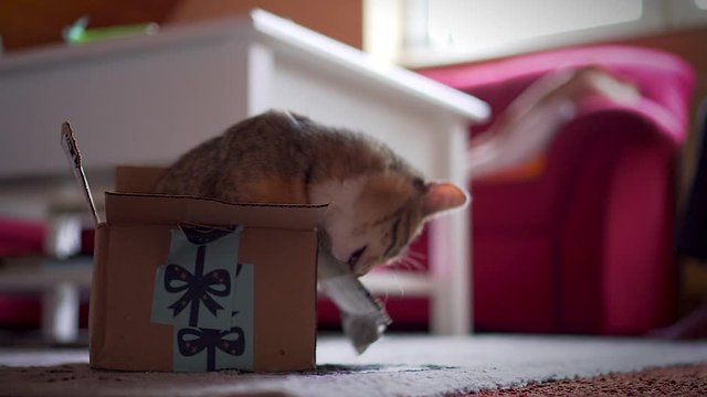 Katze Luna 202