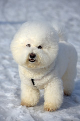 Bichon frize breed  white color