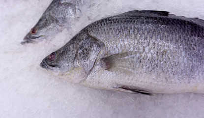 Fish Sea bass on ice at Supermarket, Ingredients for cooking, food concept. .