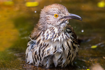 A Brown Thrasher in Laguna Atascosa NWR, Texas