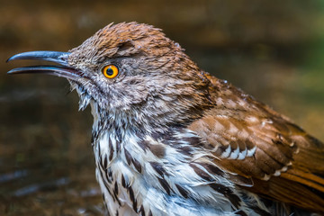 A Brown Thrasher in Laguna Atascosa NWR, Texas