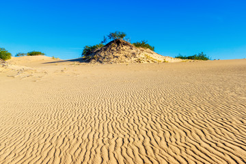 The small dune with trees on the its top among a big sandy desert under the hot sun