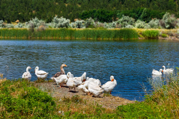 The white domestic geese are grazing on the river coast