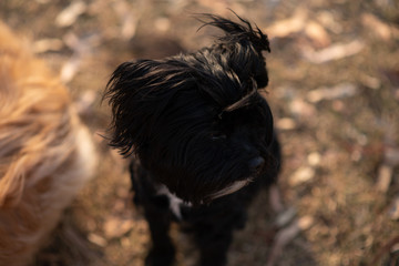 portrait of a black dog lhasa poo - lhasa apso cross poodle
