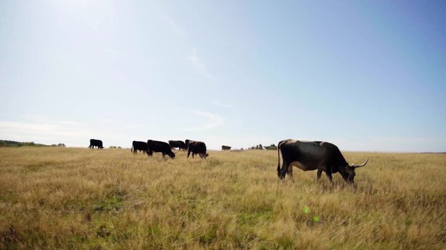 Rinder auf Weide bei Sonnenlicht