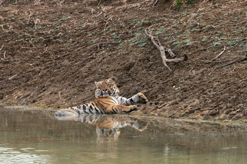 Obraz na płótnie Canvas Male Tiger Gabbar seen sitting in waterhole at Tadoba Andhari Tiger Reserve,Maharashtra,India