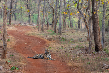 Obraz na płótnie Canvas Male Tiger Gabbar seen sitting on road at Tadoba Andhari Tiger Reserve,Maharashtra,India