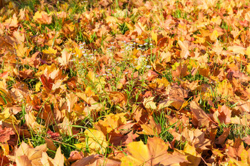 Background of fallen maple leaves and purple flowers on lawn