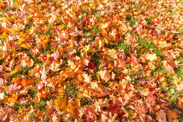 Background of fallen maple leaves on the lawn