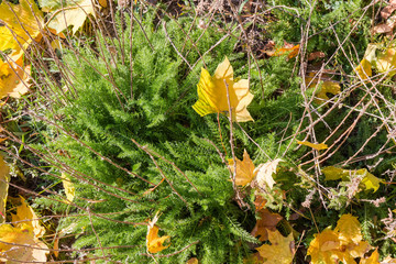 Yarrow bush with young leaves and last year's stems