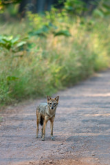 Fototapeta premium Indian Jackal seen at Tadoba Andhari Tiger Reserve,Maharashtra,India