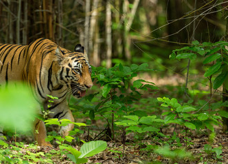 Female Tiger in Kolsa Zone seen at Tadoba Andhari Tiger Reserve,Maharashtra,India