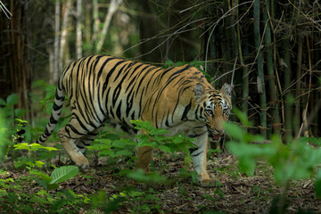 Obraz premium Female Tiger in Kolsa Zone seen at Tadoba Andhari Tiger Reserve,Maharashtra,India