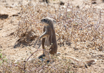African Ground Squirrels