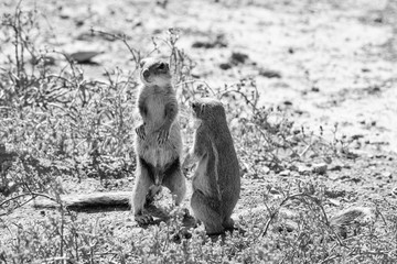 African Ground Squirrels © Cathy Withers-Clarke