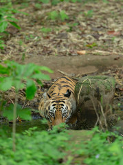 Female Tiger in Kolsa Zone seen drinking water at Tadoba Andhari Tiger Reserve,Maharashtra,India