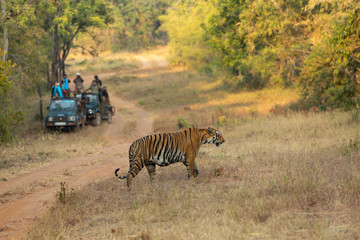 Kuwhani Female Tiger crossing the road seen at Tadoba Andhari Tiger Reserve,Maharashtra,India