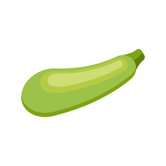 Green squash isolated on white background. Vector illustration.