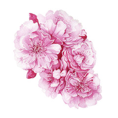 Sakura blossoms watercolor  illustration. Hand drawn pink cherry tree full blooming with buds. Sakura - tender Japanese spring flowers isolated on white background.
