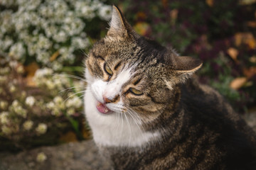 Portrait of a domestic cat. the cat looks up and asks for food.