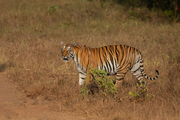 Obraz na płótnie Canvas Kuwhani Female Tiger seen at Tadoba Andhari Tiger Reserve,Maharashtra,India