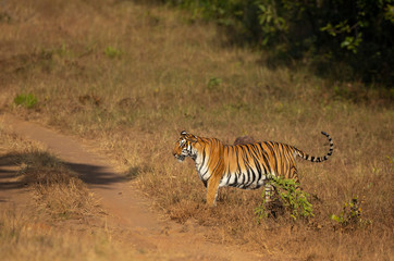 Fototapeta na wymiar Kuwhani Female Tiger seen at Tadoba Andhari Tiger Reserve,Maharashtra,India