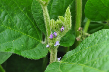 Soybeans with flowers in the field, background image