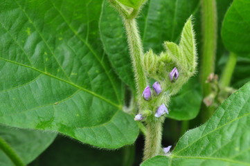 Soybeans with flowers in the field, background image