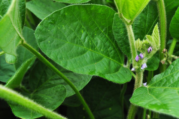 Soybeans with flowers in the field, background image