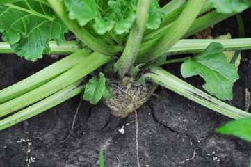 Obraz premium Sugar beet field, background image, close up