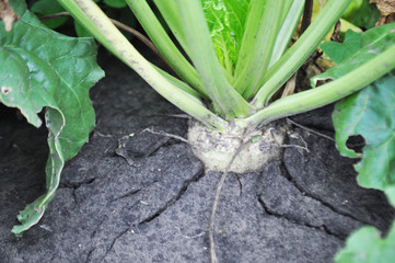 Sugar beet field, background image, close up